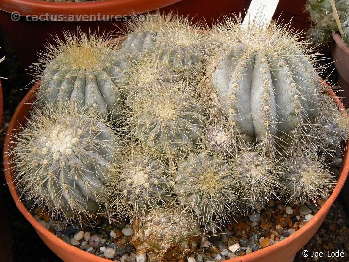 Copiapoa krainziana P1360328